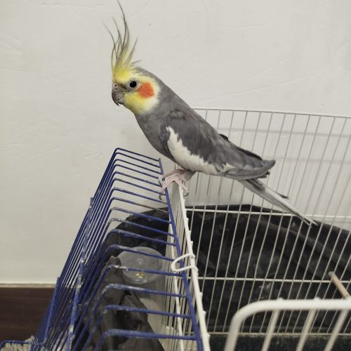 عروس هلندی نر