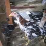 سه عدد خروس 4ماه گلین