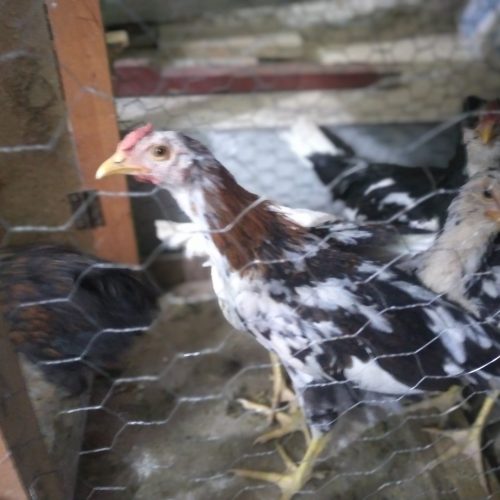 سه عدد خروس 4ماه گلین