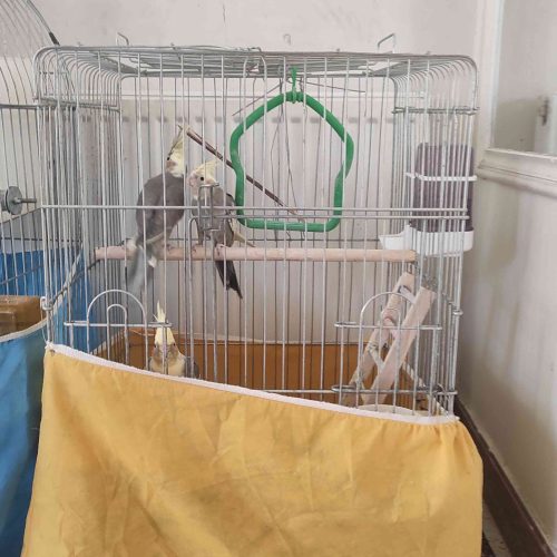 عروس هلندی فقط 480