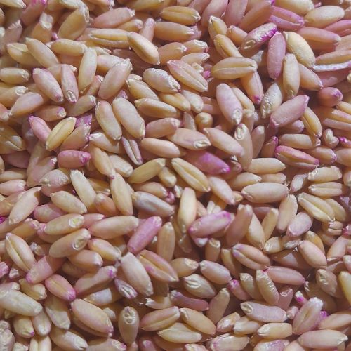فروش‌بذر‌گندم