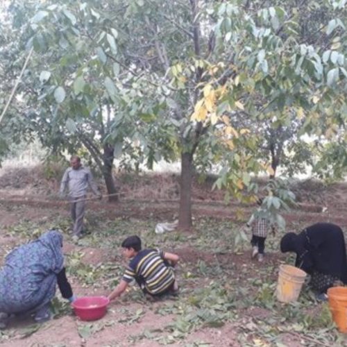 گرد تکان حرفه ای