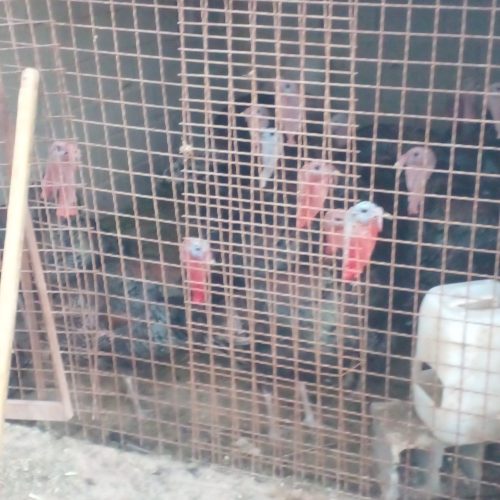 بوقلمون برنز