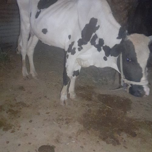 این گاو وگوساله به فروش میرسد