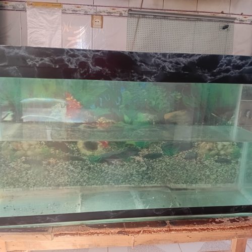 اکواریوم بزرگ وسالم