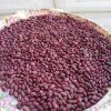 لوبیا قرمز