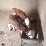 فروش گوساله