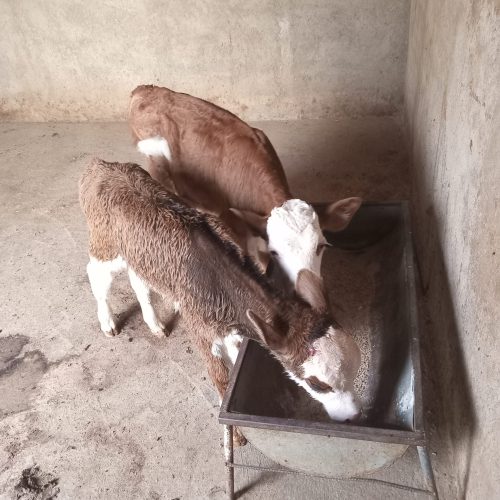 فروش گوساله