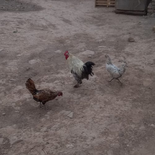 مرغ خروس مینیاتوری