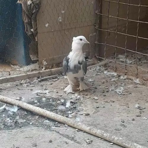 کبوتر شازده سبز ماده