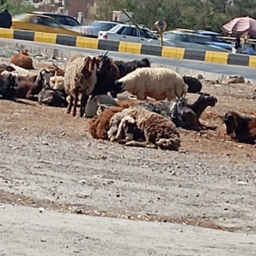 گوسفند گوشتی