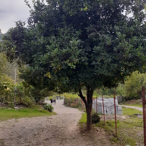 ویلادر دل طبیعت با ویوئ ابدی چشم اندازی زیبا