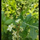 خریدار برگ حنا هستم به صورت نقد و بالا ترین قیمت