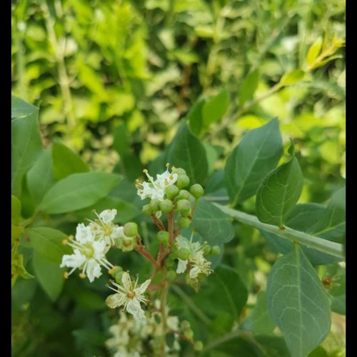 خریدار برگ حنا هستم به صورت نقد و بالا ترین قیمت