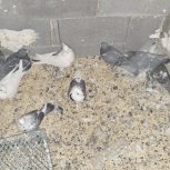 بهترین کبوتر های پلاکی وکاکلی