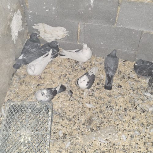 کبوتر پلاکی وکاکلی بهترین کبوتر ها