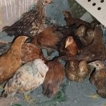 جوجه مرغ بومی 3ماهه