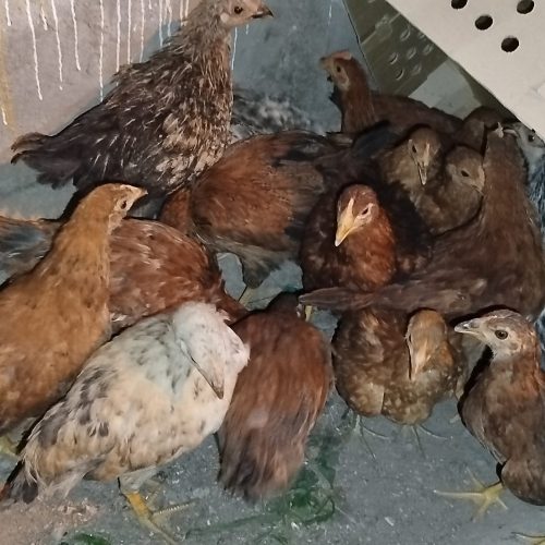 جوجه مرغ بومی 3ماهه