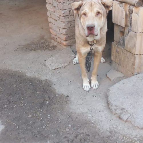 فروش سگ سرابی