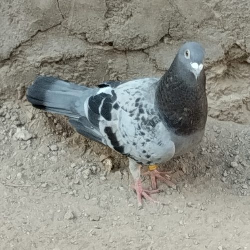 پرنده فروشی توافقی معاوضه هم میکنم نوک سیاه سیاه رنگ کاکلی