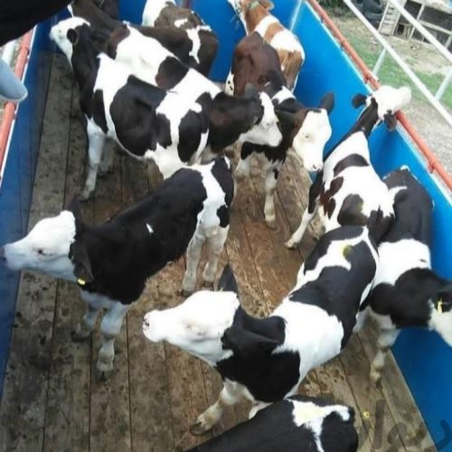 فروش انواع گوساله های نروماده پرواری وداشتی