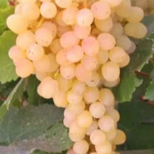 فروش انواع عرقیات و مواد غذایی خانگی و حبوبات و ترشی