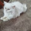 گربه پرشین فلت ماده