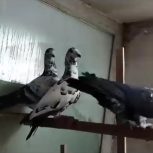 پرنده پلاکی