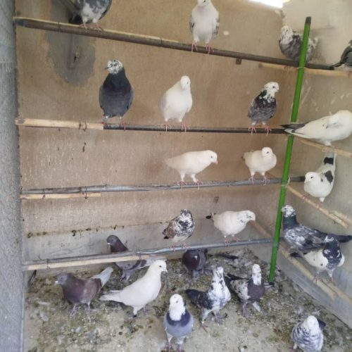 کبوتر پرشی