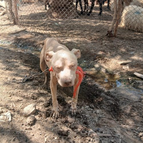 خوزستان شوش دانیال