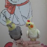 دوتا طوطی دست آموز یکیش سخنگو باقیست کاسکو