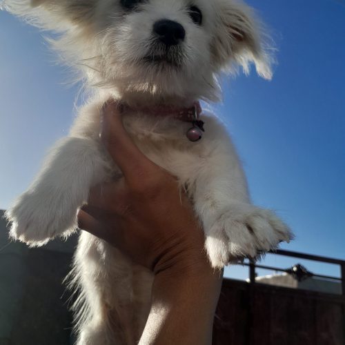 سگ شیتزو تریر