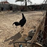 خروس محلی سیاه