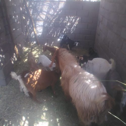 گوسفند فروشی