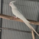 پرنده عروس هلندی ومرغ عشق