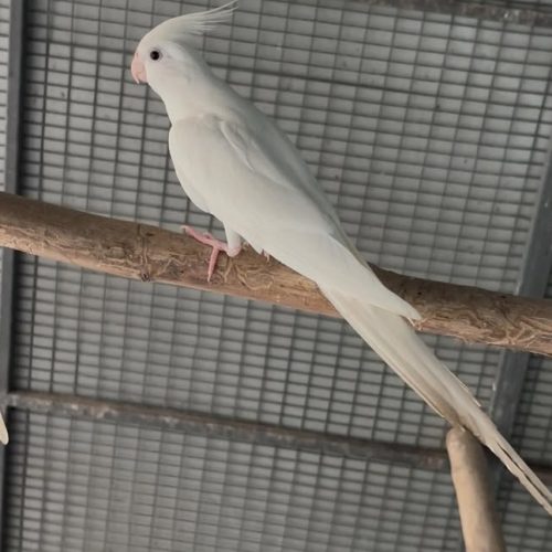 پرنده عروس هلندی ومرغ عشق