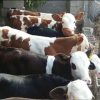 خریدوفروش انواع گوساله های داشتی وپرواری