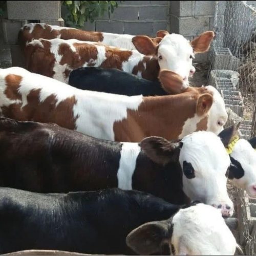 خریدوفروش انواع گوساله های داشتی وپرواری