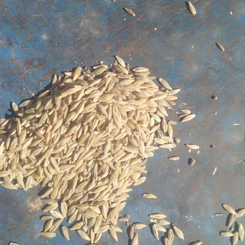 خریدفروش تخم جارو کاودانه جو و……