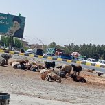 گوسفند گوشتی