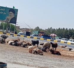 گوسفند گوشتی