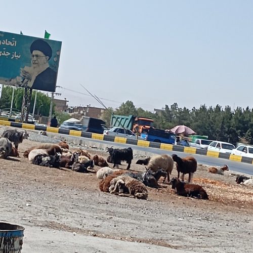 گوسفند گوشتی