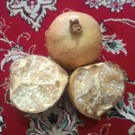 انار درجه یک خاش