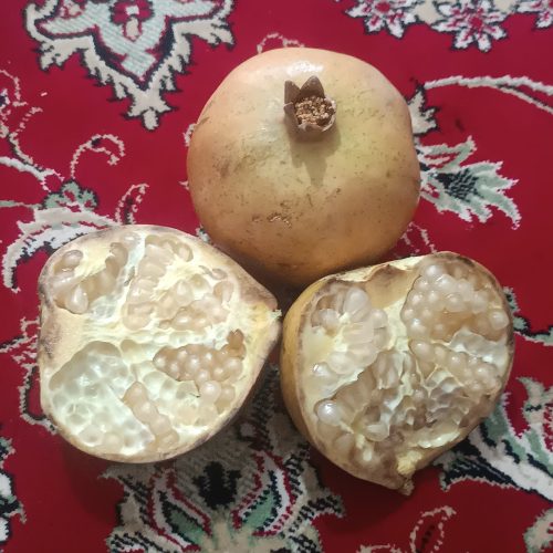 انار درجه یک خاش