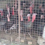 بوقلمون برنز