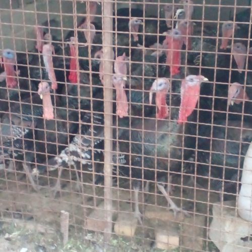 بوقلمون برنز