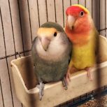 طوطی بریزیلی