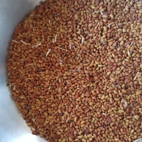 بذر یونجه درجه یک همدان