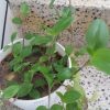 لباس مجلسی  وگل آپارتمانی برای فروش