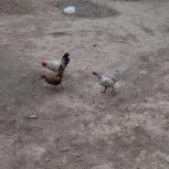 مرغ خروس مینیاتوری